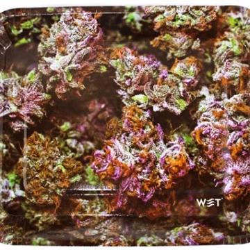 Wet Industry Disposable 6pk Rolling Trays - Purple Haze