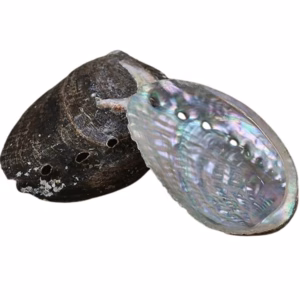 10ct Abalone Shell Conch Soap Holder Ashtray